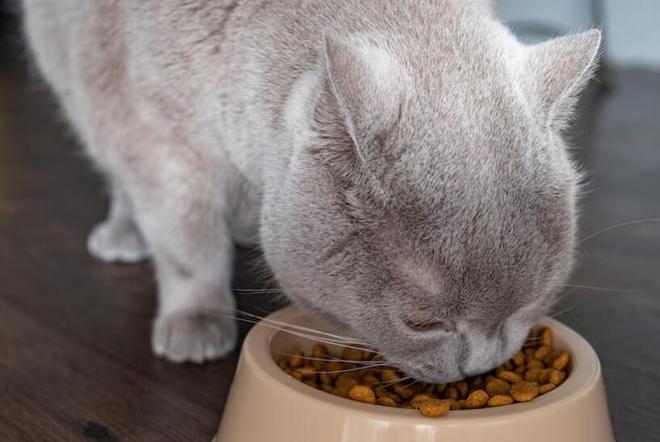 什么牌子的猫粮比较好(图15)