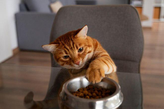 什么牌子的猫粮比较好(图16)