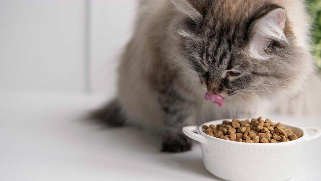 什么牌子的猫粮比较好(图18)