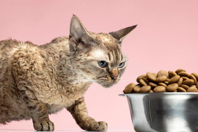 什么牌子的猫粮比较好(图21)