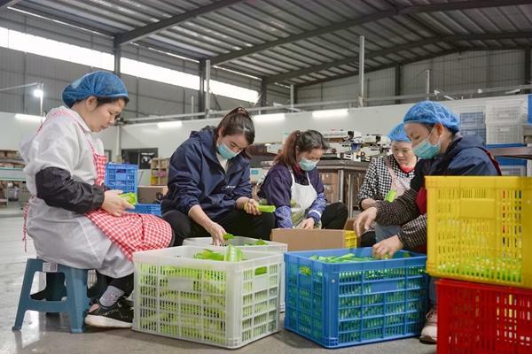 港北区：打造高品质宠物饲料擦亮农业产业品牌(图2)