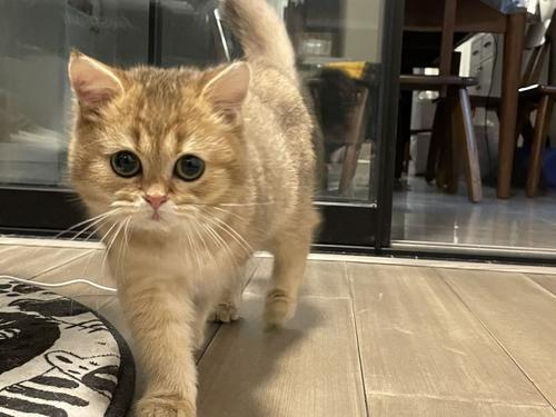 九游体育网站：天然猫粮推荐：2021最新国产猫粮品牌排行榜出炉纯福第一(图2)