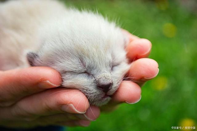 九游体育：r新手接猫别慌张！满月幼猫喂养指南：从奶粉过渡到猫粮(图2)