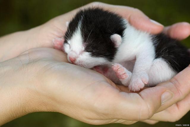 九游体育：r新手接猫别慌张！满月幼猫喂养指南：从奶粉过渡到猫粮(图5)
