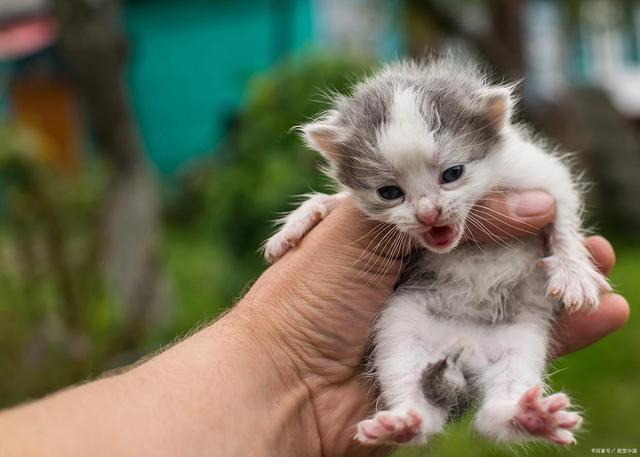 九游体育：r新手接猫别慌张！满月幼猫喂养指南：从奶粉过渡到猫粮(图6)