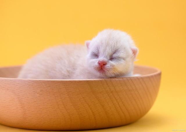 九游体育：r新手接猫别慌张！满月幼猫喂养指南：从奶粉过渡到猫粮(图3)