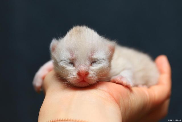 九游体育：r新手接猫别慌张！满月幼猫喂养指南：从奶粉过渡到猫粮(图4)