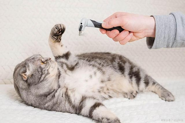 九游体育：F猫咪驱虫药怎么选？这三款药便宜好用铲屎官闭眼入(图4)