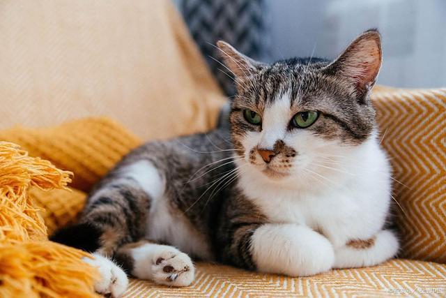 九游体育：F猫咪驱虫药怎么选？这三款药便宜好用铲屎官闭眼入(图3)