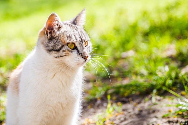 九游体育：F猫咪驱虫药怎么选？这三款药便宜好用铲屎官闭眼入(图2)