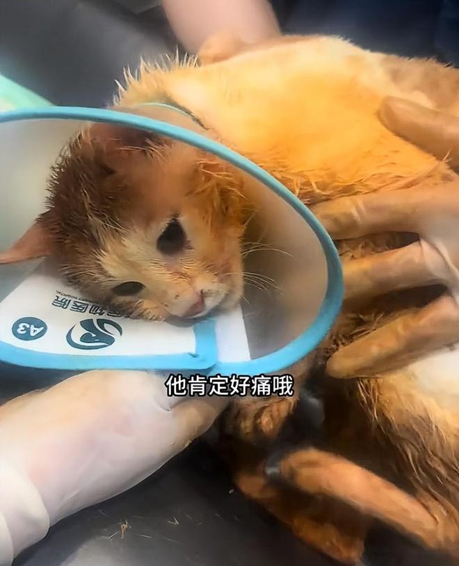 后续！重庆猫咪掉进火锅：老板赔偿超1万猫咪离世后老板悲痛(图13)