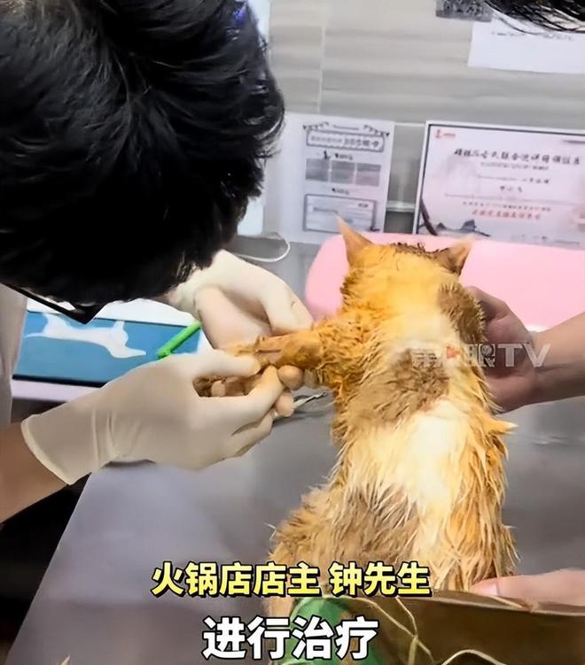 后续！重庆猫咪掉进火锅：老板赔偿超1万猫咪离世后老板悲痛(图12)