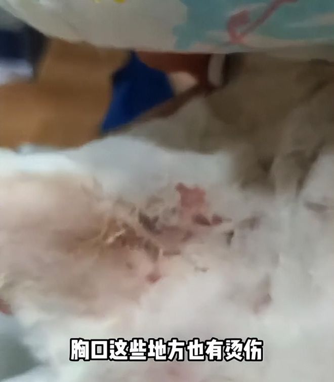 后续！重庆猫咪掉进火锅：老板赔偿超1万猫咪离世后老板悲痛(图14)