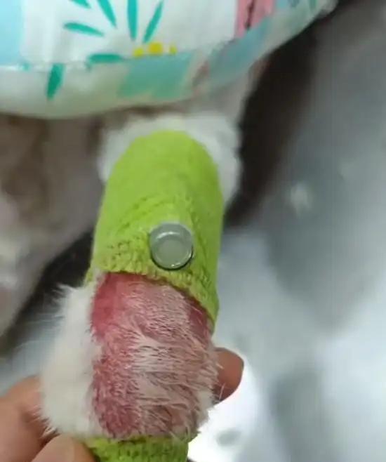 后续！重庆猫咪掉进火锅：老板赔偿超1万猫咪离世后老板悲痛(图19)