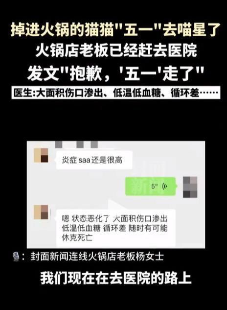 后续！重庆猫咪掉进火锅：老板赔偿超1万猫咪离世后老板悲痛(图18)