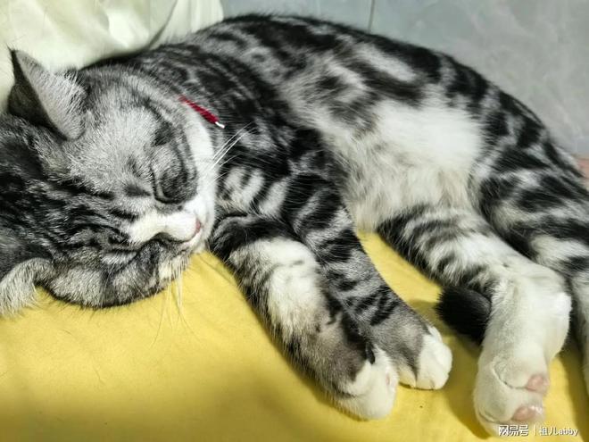 九游体育网站：成年猫吃什么猫粮好？猫粮排行榜前十名国产好价品牌分享(图2)