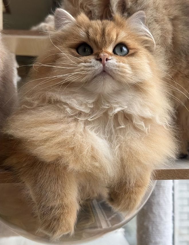 天然猫粮哪个品牌好？评测这十款营养丰富让猫咪更健康(图2)