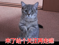 天然猫粮哪个品牌好？评测这十款营养丰富让猫咪更健康(图9)