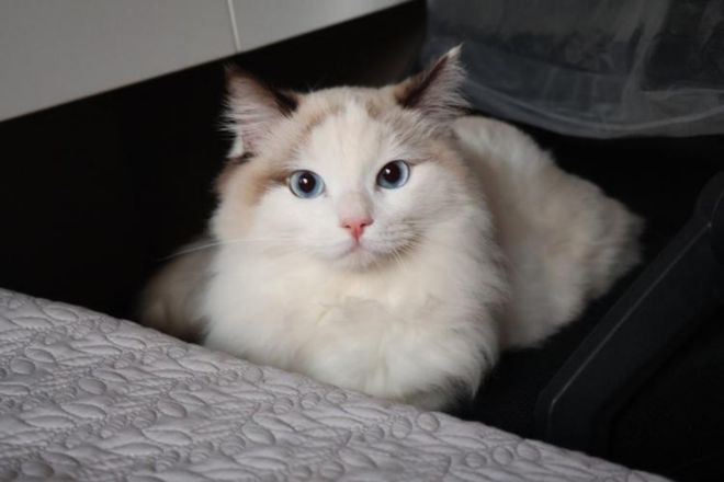 国产哪种猫粮好啊？精选猫粮国产品牌排行榜推荐！(图2)