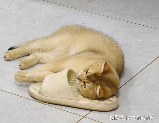 猫粮怎么选择配料表干净？10款好评猫粮国产推荐(图2)