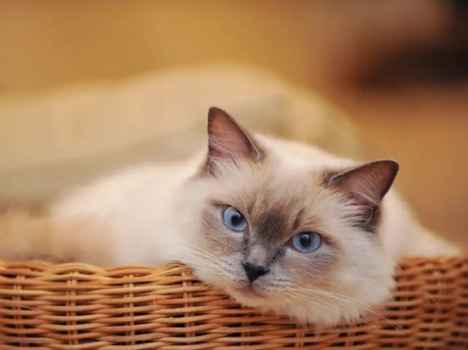 放心猫粮国产：希喂、帕特好吗？好的猫粮推荐(图2)