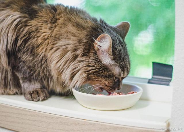 九游体育网站：f中国最好三个猫粮：希喂猫粮鲜肉含量77%！(图4)