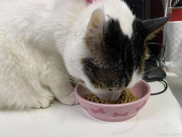 九游体育网站：f中国最好三个猫粮：希喂猫粮鲜肉含量77%！(图3)