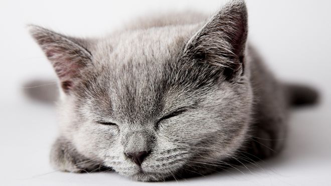 九游体育网站：618宠物猫粮怎么选不踩雷？2025国产猫粮前十品牌榜单(图2)